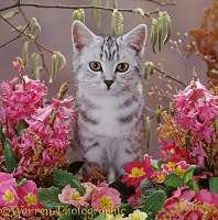Silver tabby kitten with catkins and flowers