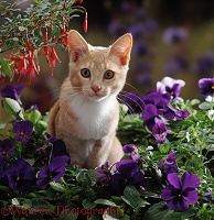 Ginger cat among flowers