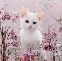 White kitten, among snowy flowers