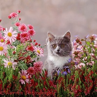 Grey-and-white kitten among pretty flowers