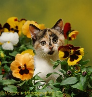 Calico kitten among pansy flowers