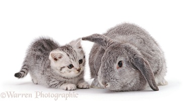 Silver-spotted kitten with silver Lop rabbit