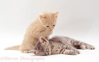 Grey kitten sleeping, her cream brother washing a paw