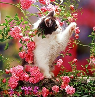 Black-and-white Persian-cross kitten and flowers