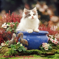 Grey-and-white kitten in a blue urn with pink flowers