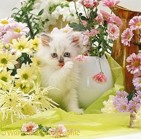 Persian x Birman kitten among flowers