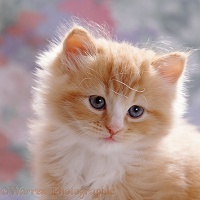 Cute ginger male kitten, 7 weeks old
