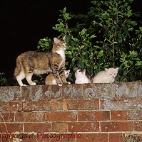 Mother cat and kittens on a garden brick wall