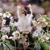Fluffy calico kitten among flowers