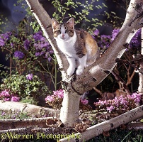 Calico cat up a tree