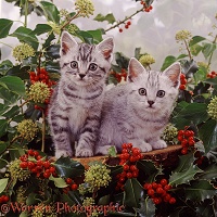 Silver tabby kittens among holly berries and ivy flowers