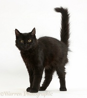 Fluffy black kitten with arched back