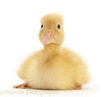 Yellow Call Duckling
