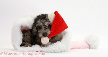Black-and-grey merle Daxiedoodle pup in a Santa hat