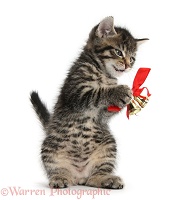 Cute tabby kitten playing with Christmas bells