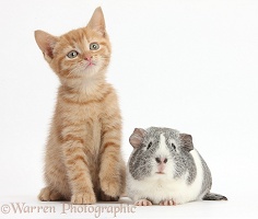 Ginger kitten and silver-and-white Guinea pig