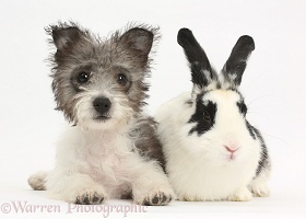 Jack Russell x Westie pup and rabbit