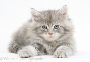 Silver tabby Maine Coon kitten, 7 weeks old