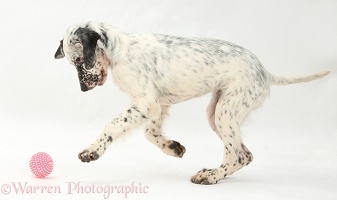 Blue Belton English Setter puppy chasing a ball