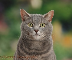 Tabby male cat portrait