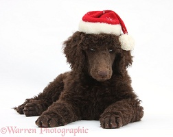 Chocolate Standard Poodle pup wearing a Santa hat
