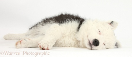Sleepy black-and-white Border Collie pup