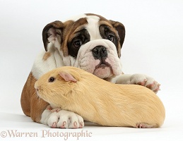Bulldog puppy and yellow Guinea pig