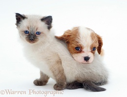 Cavalier pup with Ragdoll kitten