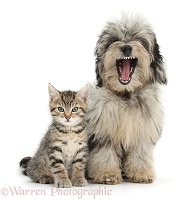 Cute tabby kitten with yawning Daxiedoodle pup