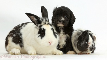 Black-and-white Cavapoo pup with rabbit and Guinea pig