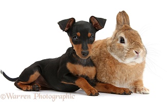 Miniature Pinscher puppy and rabbit