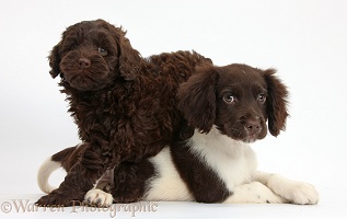 Cocker Spaniel puppy and chocolate Goldendoodle pup