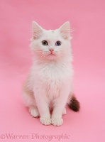 Birman x Ragdoll kitten on pink background