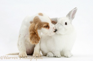 Orange roan Cocker Spaniel pup and white rabbit kissing