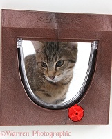Kitten looking through a cat flap