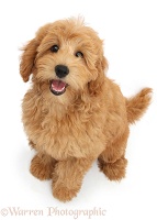 Cute Goldendoodle puppy sitting and looking up