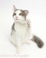 Grey-and-white cat waving