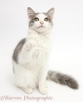 Grey-and-white cat pointing