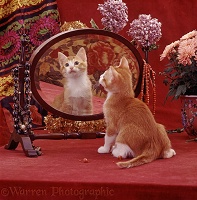 Ginger kitten looking in mirror