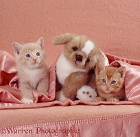 Ginger kittens with toy puppy under a blanket