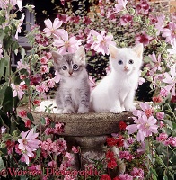Tabby and white kittens in empty bird bath among flowers
