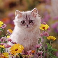 Fluffy kitten and marigold flowers