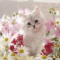 Fluffy kitten among daisy flowers