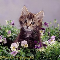 Fluffy tabby kitten with purple pansies