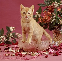 Ginger kitten in pot pourri bowl