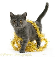 Grey kitten with yellow tinsel