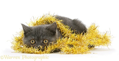 Grey kitten hiding in yellow Christmas tinsel