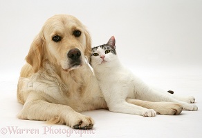 Cat and Golden Retriever