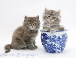 Maine Coon kittens playing with a blue china pot