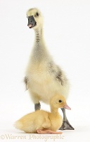Gosling and duckling together